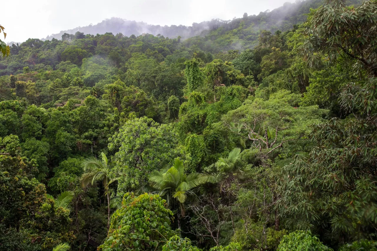 rainforest top